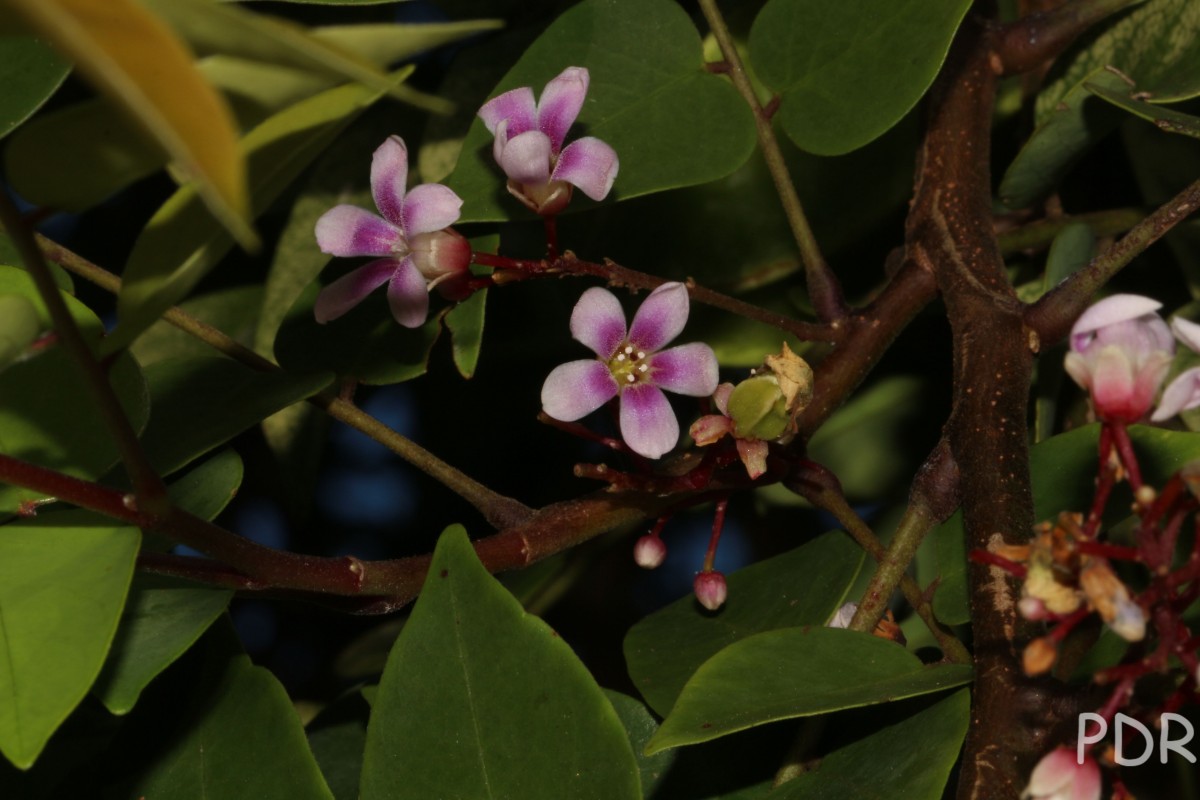 Averrhoa carambola L.